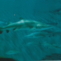 scan 20240702