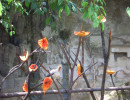 20061012062900